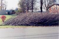 Curbside brush pickup.jpg